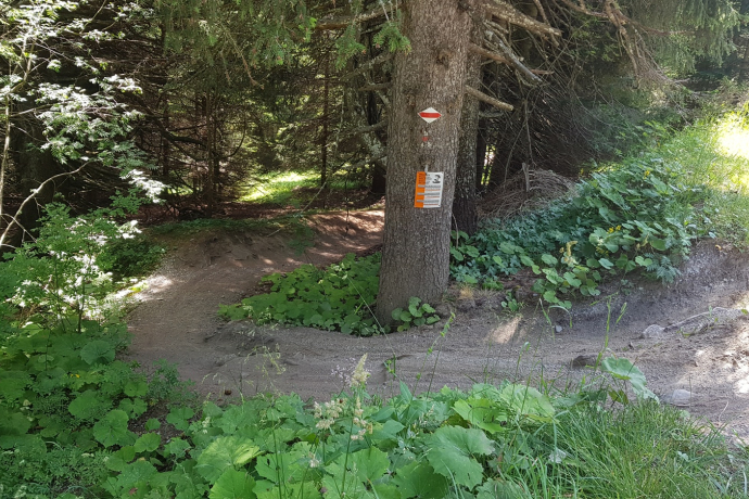 Entry into the trail on Brambrüesch