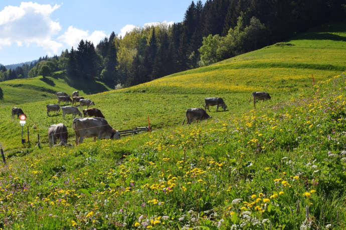 Bergwiese auf dem Weg Richtung Huot