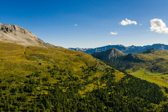 The larch forest God da Tamangur in Val S-charl.