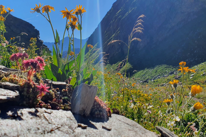 Radons - Tga / Val Faller (oua_54537859_image)