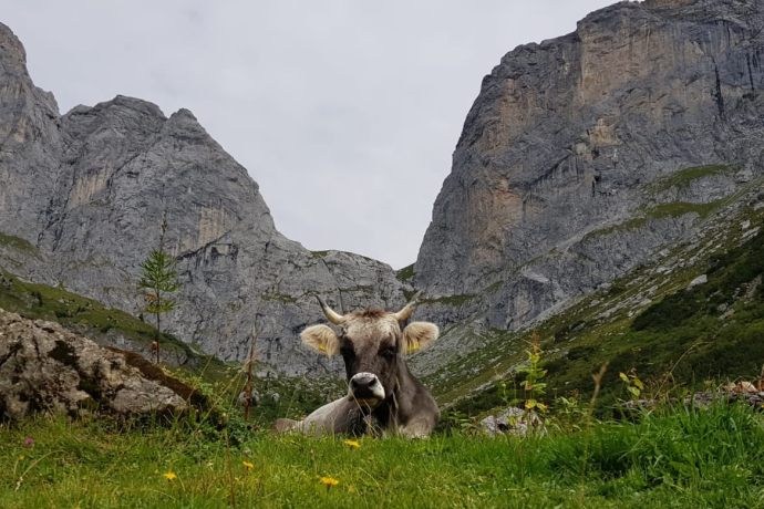 Grenzwache durch Rhätisches Grauvieh, direkt Unterhalb des Schweizertor