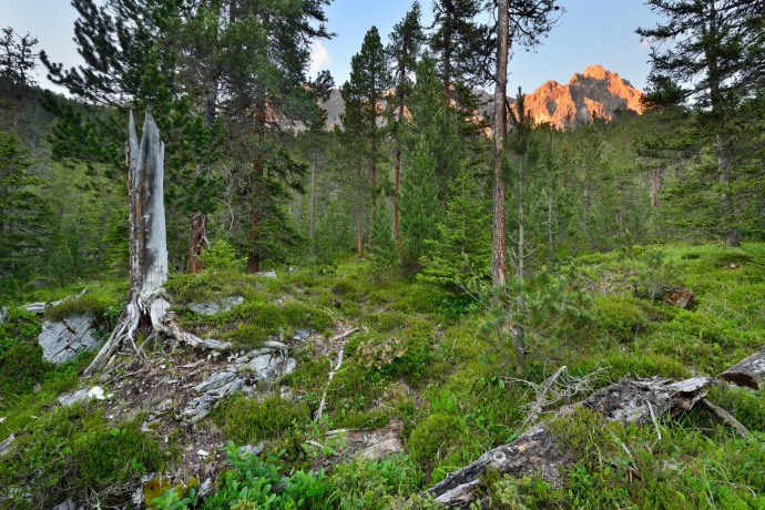 Naturwald La Niva Naturwald La Niva