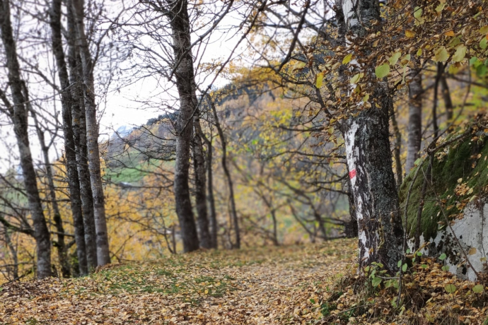 Uvreus (oua_56635442_image)