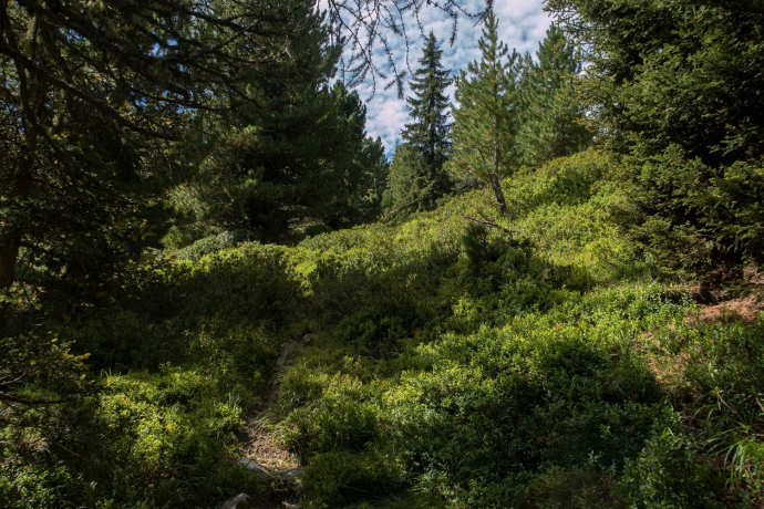006.05 Alpenpässe-Weg - Ausserferrera – Splügen (oua_58055604_image)