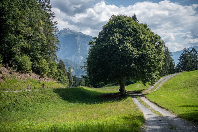 Rundtour Bonaduzer Wald 256