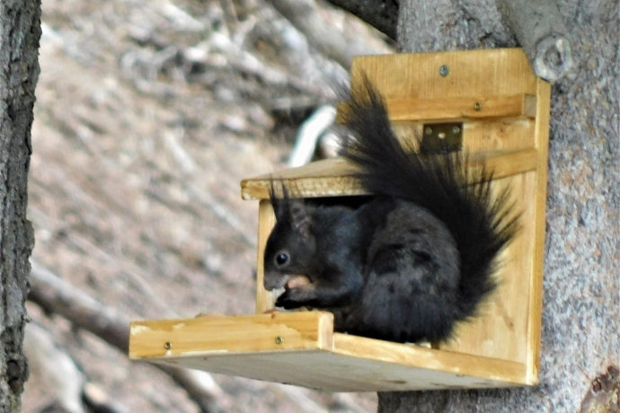 Sul sentiero di soccorso con Burli (oua_60018813_image)