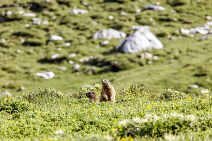 Marmots