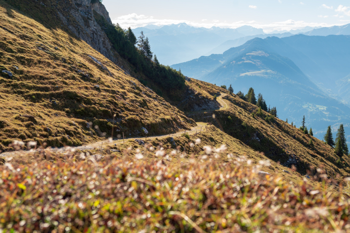 Bargis - Alp Mora - Purcs (oua_601164813_image)