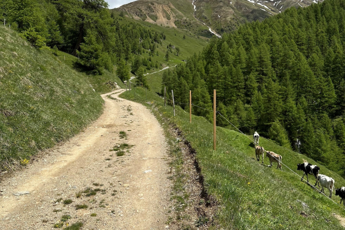 Weg zur Alp Arpiglia
