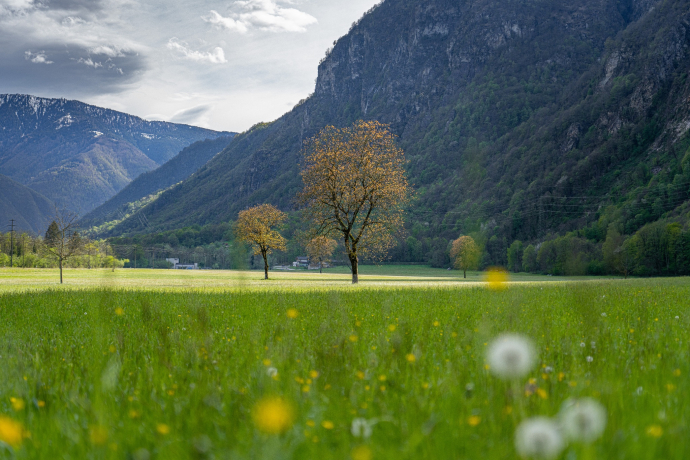 Lostallo (oua_602678241_image)