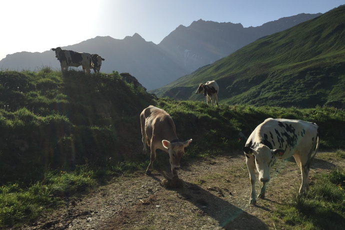 Aufstieg zur Alp Schmorras