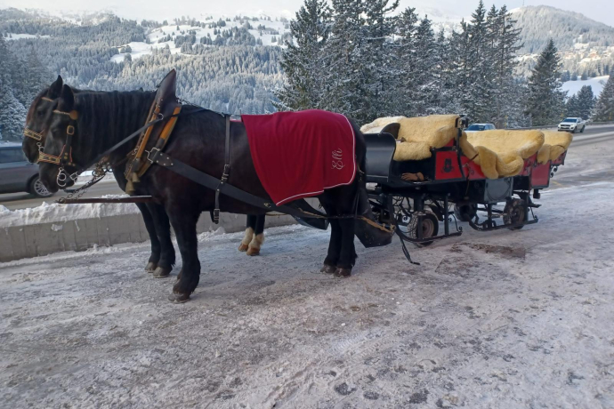 Pferdekutschen Bruno Hassler (oua_608063507_image)