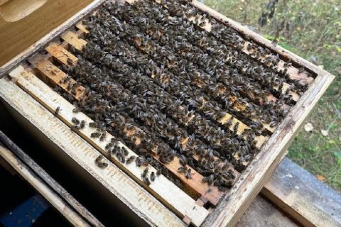 Bergimkerei Guarda (oua_608350975_image)