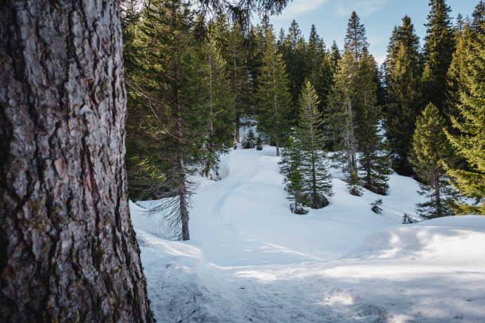 Sentiero per ciaspole Furestin