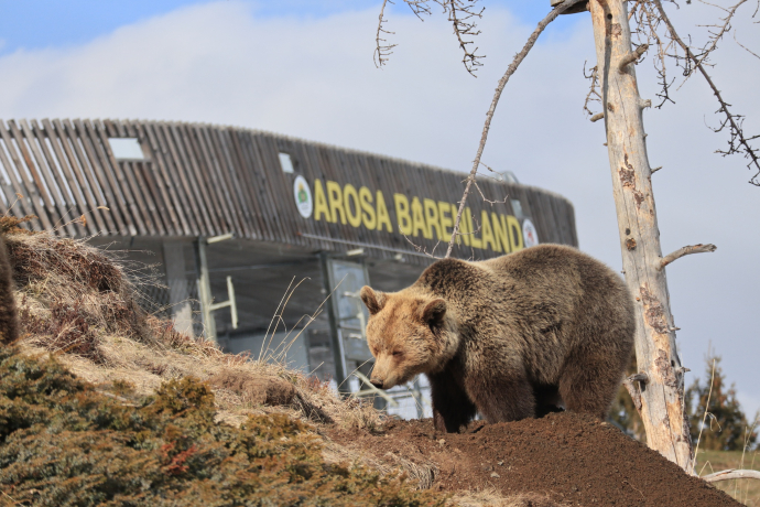 Ameila scava una grotta.
