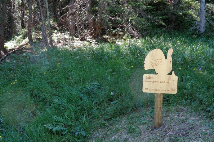 Sentiero “Diversità Forestale” – Un viaggio nella biodiversità alpina di San Bernardino (oua_615567628_image)