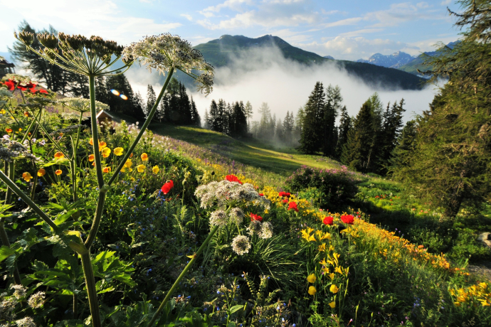 Die bunten Blumen des Alpinums spiegeln sich im Grün der umgebenden Natur. Die bunten Blumen des Alpinums spiegeln sich im Grün der umgebenden Natur.