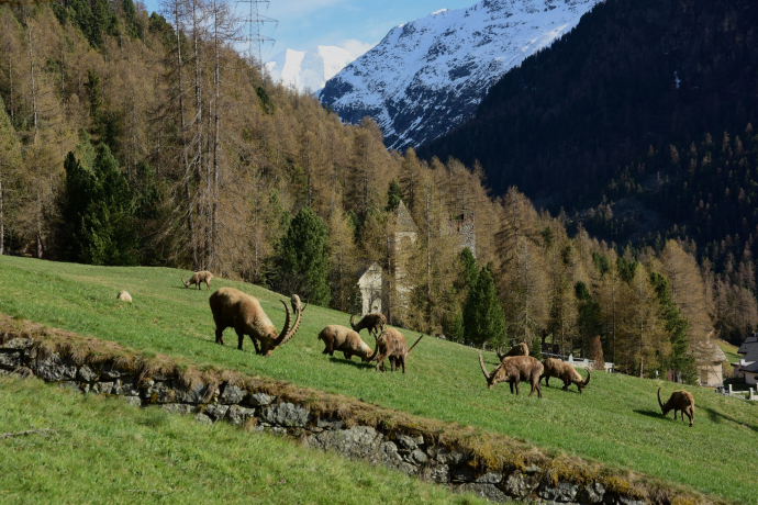 Ibex Paradise (oua_620279654_image)