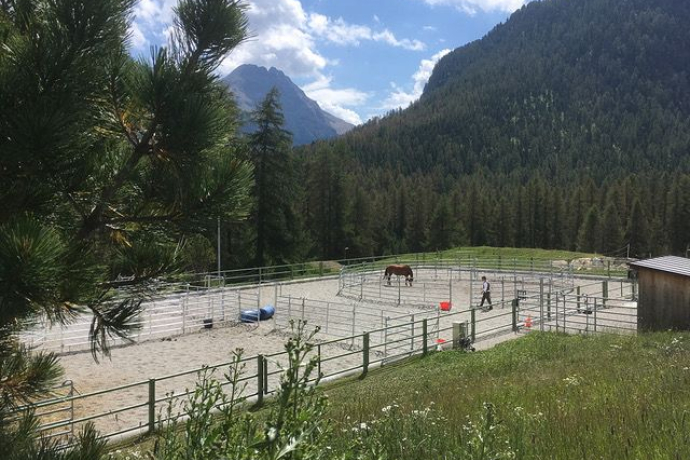 Teachinghorse - Leader auf Trab (oua_620280053_image)