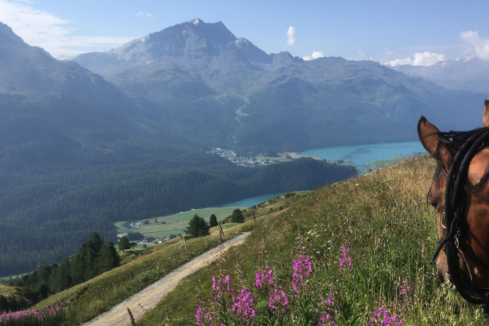 TeachingHorse - Leader auf Trab (oua_620280072_image)