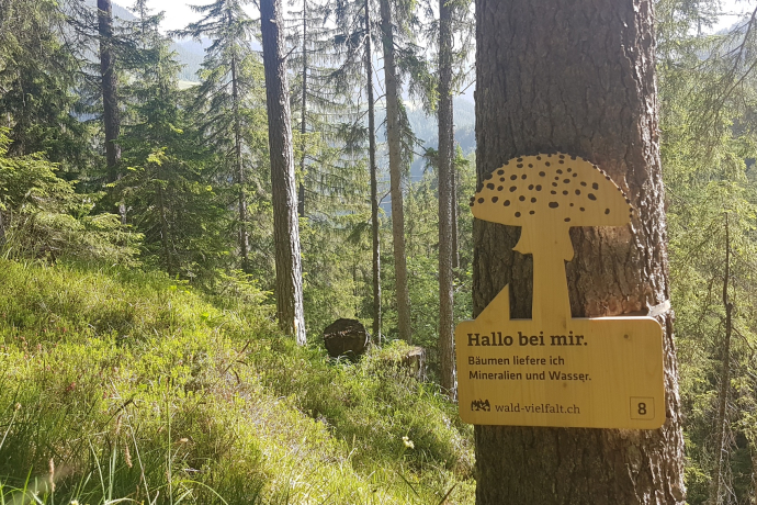 Wald-Vielfalt-Pfad (oua_63205304_image)