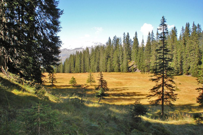 Hochmoorwanderung St. Antönien Grossried