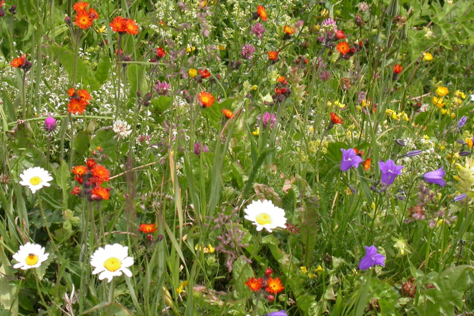 Fauna und Flora Schanfigg