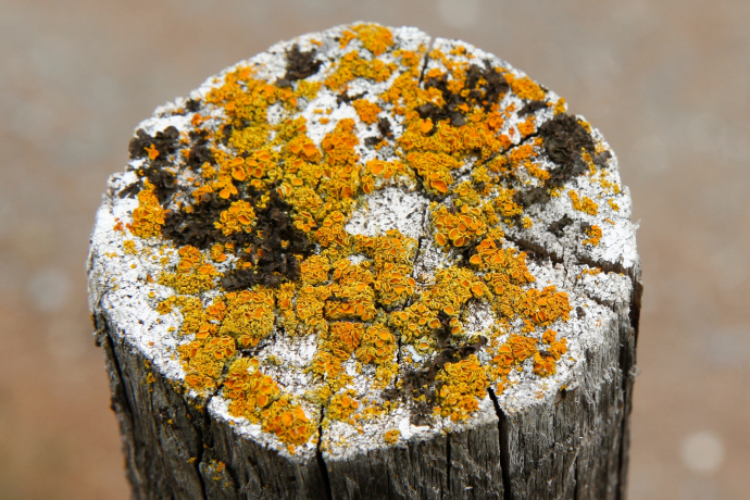 Lichens ramifiés