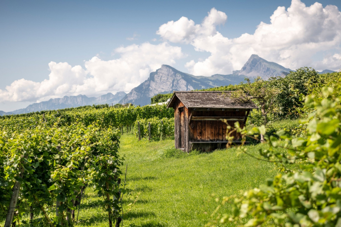 Vineyard Graubünden Dominion