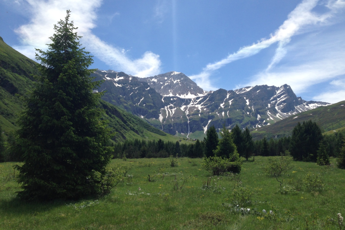 Reforestation Turrahus