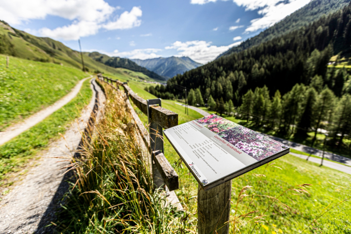 Pflanzenpfad Samnaun