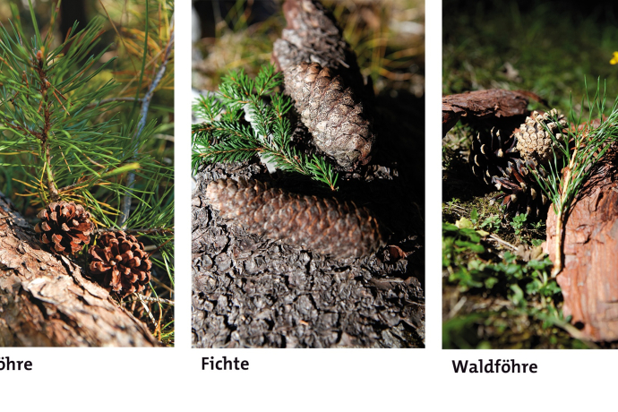 Fichten und Föhren