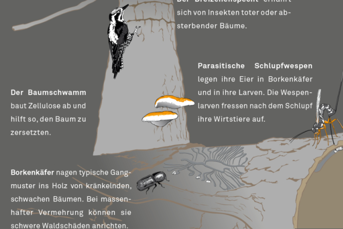 Biodiversité à Crap Furò Biodiversité à Crap Furò