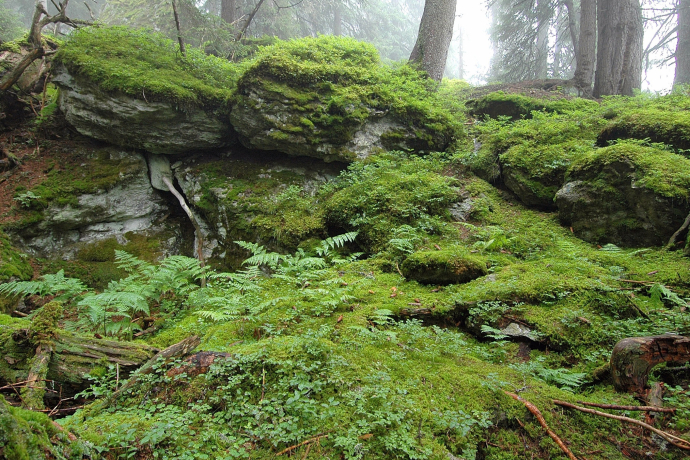 Das Foto zeigt den Uaul scatlè der älteste Fichtenurwald Europas Das Foto zeigt den Uaul scatlè der älteste Fichtenurwald Europas