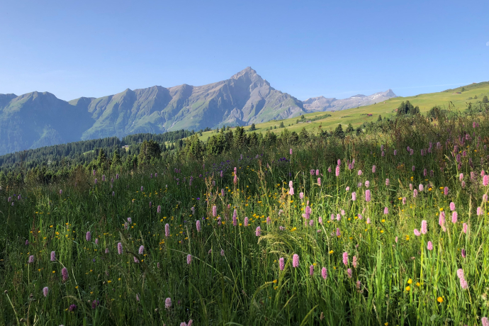 Flower meadow on the Heinzenberg with a view of Piz Beverin