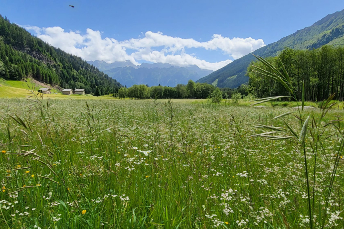 T 11 Via Francisca: Lukmanier - Aquila