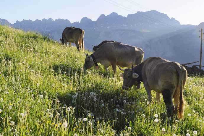 Caseificio di montagna Mädris