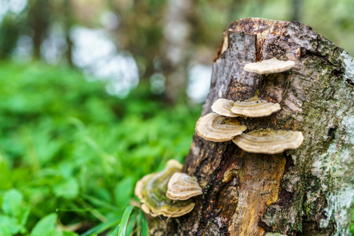 Natürliche, bergbachtypische Vegetationsgesellschaften