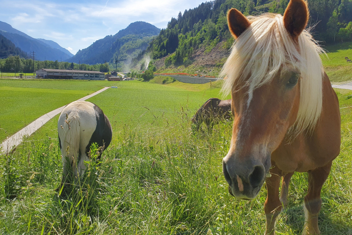 Pferde, Sun Ranch in Rueun