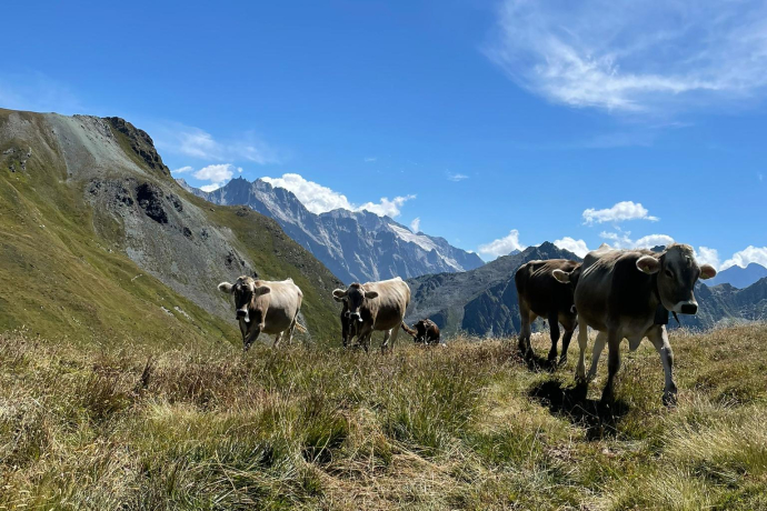 Etappe 5: Alp Cavreccia Settimo