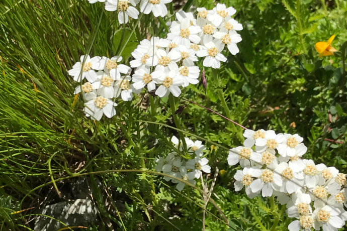 Iva - Achillea Moschata - Moschus Schafgarbe