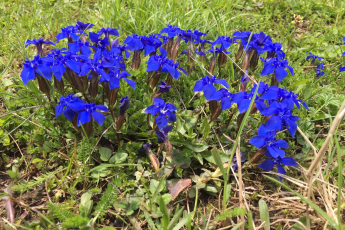 Gentianes de printemps