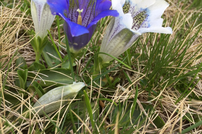 Blauer und weisse Enziane