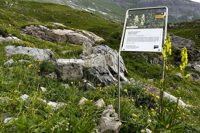 Sentier des fleurs de montagne Sardona (oua_82292284_image)