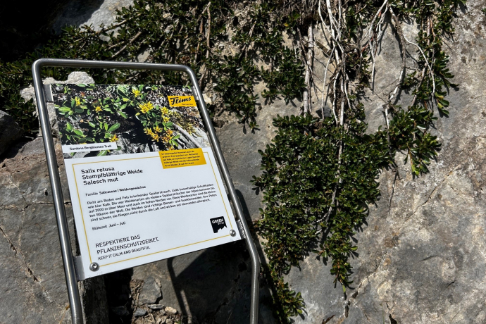 Sentier des fleurs de montagne Sardona (oua_82292286_image)