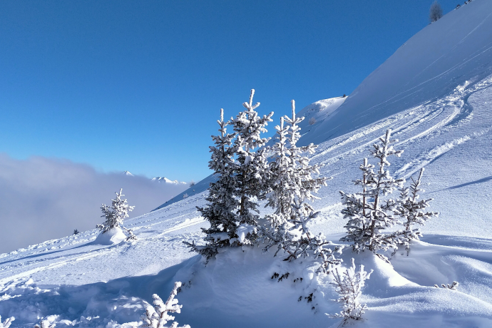 Frischer Pulverschnee