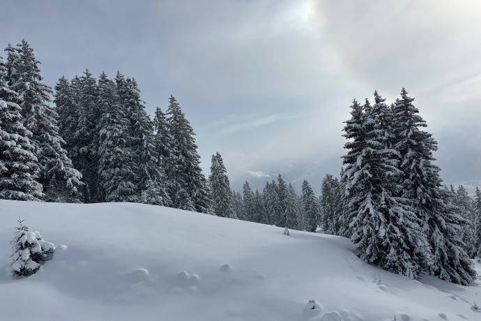 Schneeschuhtour Nr. 202: Curnius - Alp Dadens-Sut - Falera (oua_91571242_image)