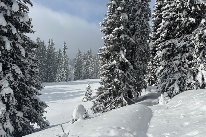 Schneeschuhtour Nr. 202: Curnius - Alp Dadens-Sut - Falera (oua_91571244_image)