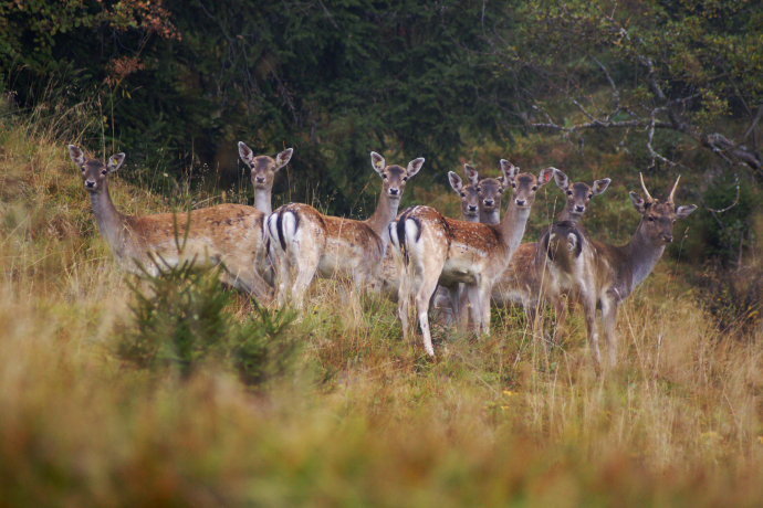 Damhirsch-Besichtigung