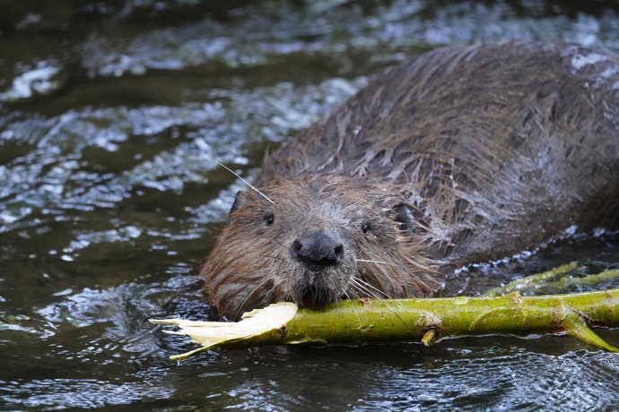 Auf Biberspurensuche im Naturschutzgebiet Munté